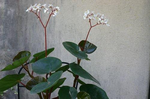 B. ‘Yuji’